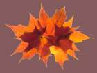 USA-Washington State Autumn colored maple leaves still-life with rose colored background Art Print